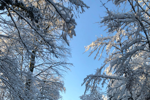 Swiss Highlights: Guided Zürich, Lucerne, Basel & Bern tour