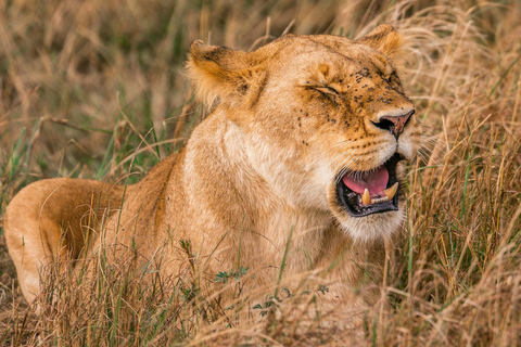 Nairobi: National Park Early Morning or Afternoon Tour