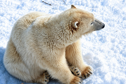 Rovaniemi: Ranua Wildlife Park, Polar Bears & Arctic Animals ⭐ Ranua Highlights | 4h | Polar Bears | Most Popular