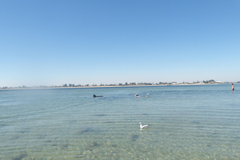 Rockingham : Excursion d&#039;une journée en kayak de mer sur les îles des phoques et des pingouins