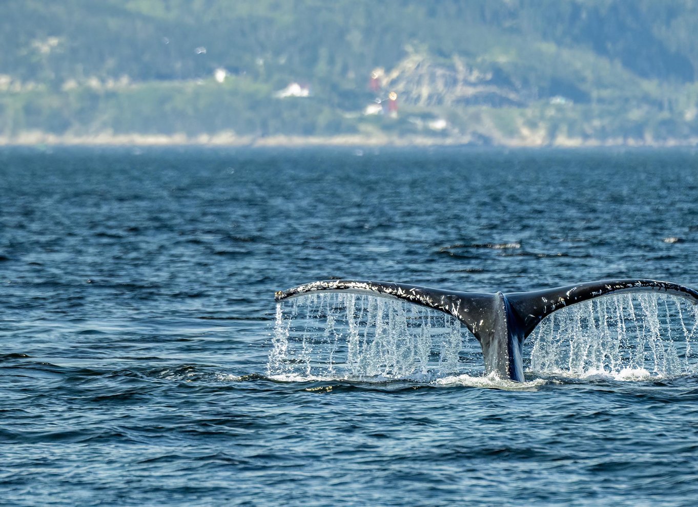 Tadoussac/Charlevoix: Zodiac-tur med hvalsafari