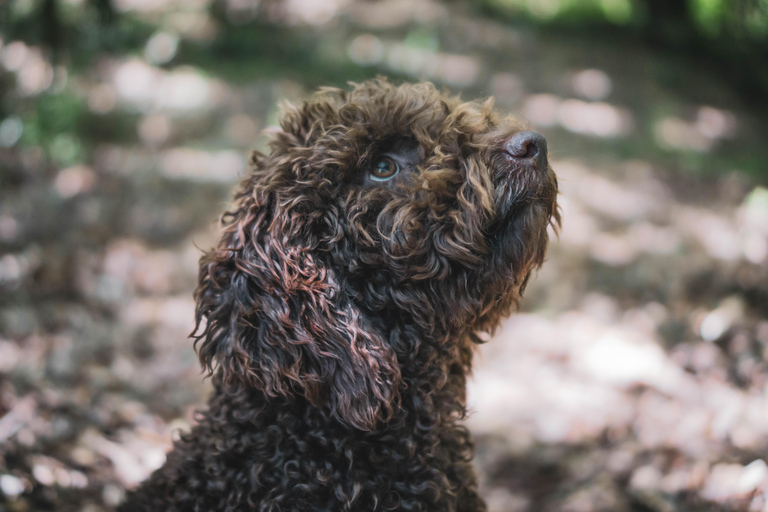 Truffle Hunting in San Gimignano opz1