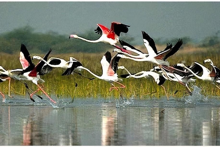 Keoladeo Bird Park Tour with one way transfer Jaipur to Agra Car+Driver+Guide Only