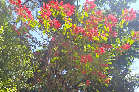 Addis Abeba: Debre Zeit Tagestour mit Besuch des Bishoftu-Sees