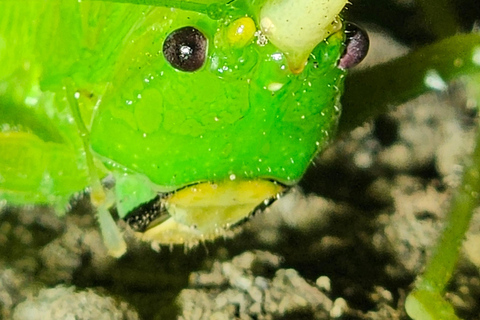 Monteverde Hanging Bridges and Night Walk Tour Rain forest night tour