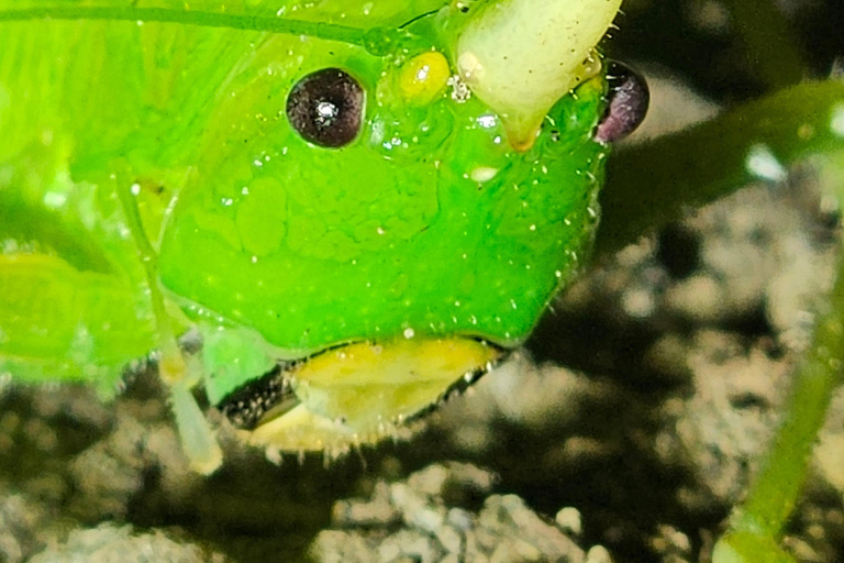 Monteverde Hanging Bridges and Night Walk Tour Rain forest night tour