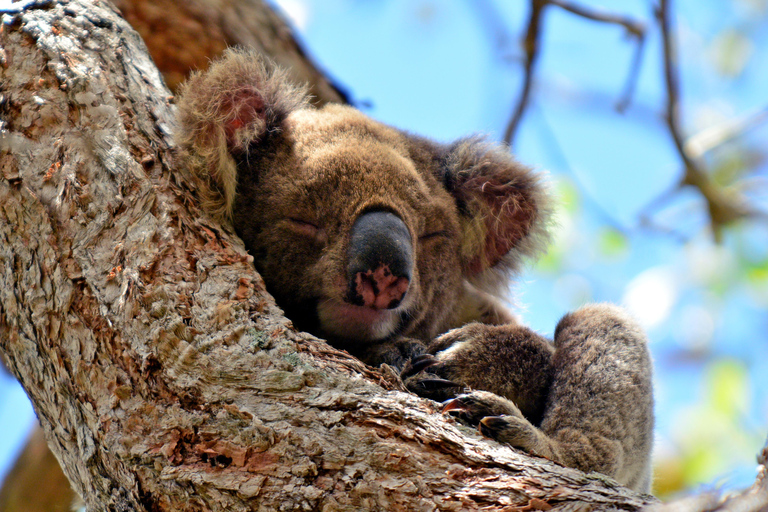 Costa de Ouro: Excursão de um dia ao Mt Tamborine Kangaroo e KoalaCangurus e vista para as montanhas