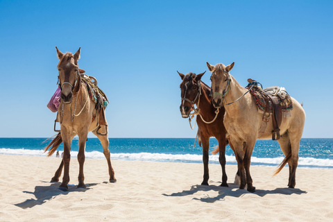 Punta Cana: Beach Horseback Ride, Natural Pool & Sea Access