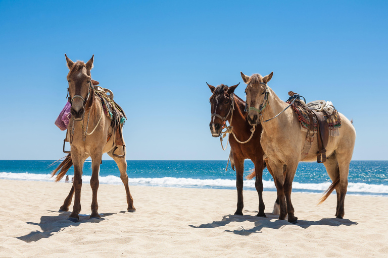 Punta Cana: Beach Horseback Ride, Natural Pool & Sea Access
