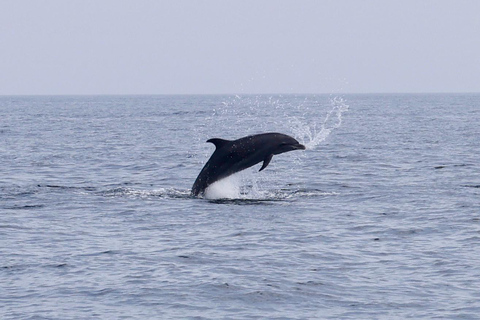 Bandar Khayran: Omani Dhow Cruise With Snorkeling Tour without Hotel Transfers