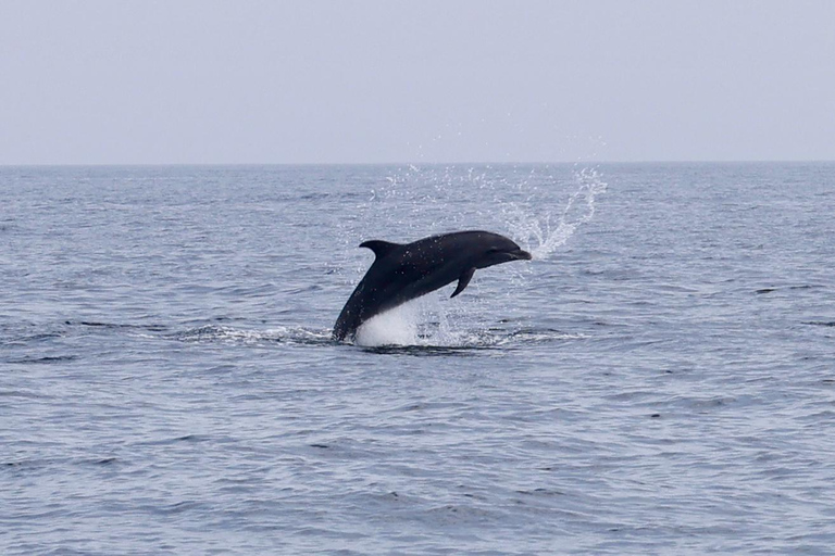 Bandar Khayran: Omani Dhow Cruise With Snorkeling Tour without Hotel Transfers