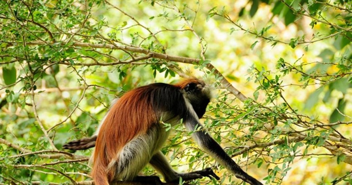 Zanzibar Foresta Di Jozani Visita Della Grotta Di Kuza E Tour Della