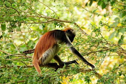 Zanzibar: Jozani-skogen + Kuza-grottbesök &amp; Paje strandtur