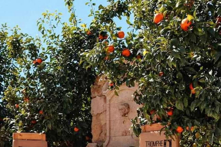 Nord-est de la Tunisie : Oliviers et beauté des paysages