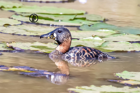 Von Nairobi: Karura Forest Nature Trail