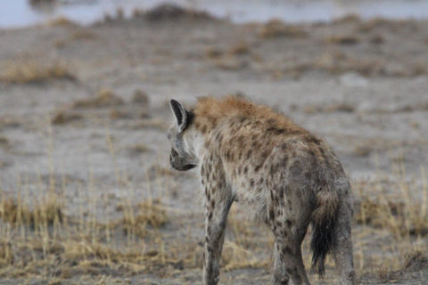 Windhoek: 3-Day Guided Safari in Etosha with Lodge