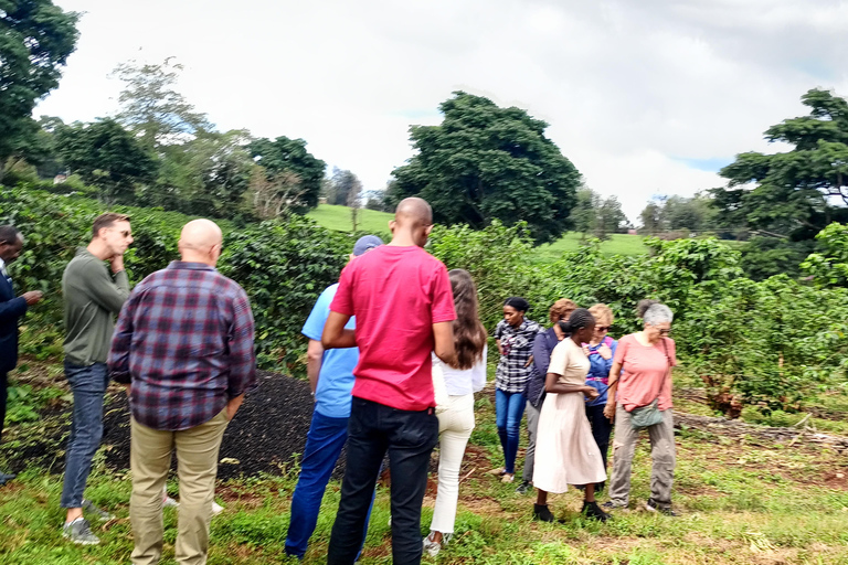 TOUR GIORNALIERO DELLA FATTORIA DEL CAFFÈ FAIRVIEW