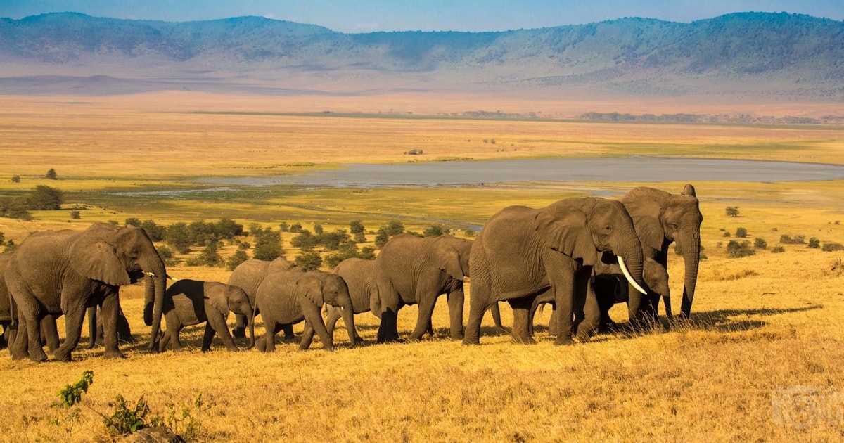 Arusha Excursión de un día al Parque Nacional de Tarangire con WiFi