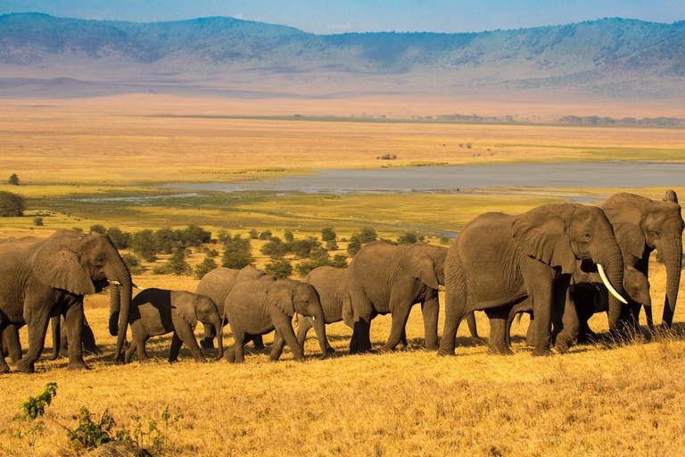 7 jours de safari en Tanzanie