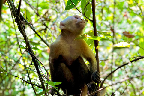 Trekking Tayrona complet x 2 jours : jungle, plages et culture indigèneTrekking complet Tayrona x 2 jours : jungle, plages et culture indigène