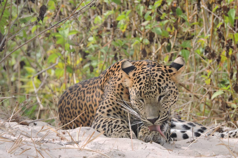 Yala/Mirissa: All Inclusive Full-Day Safari at Yala Park Mirissa/Weligama: All Inclusive Full-Day Safari at Yala Park