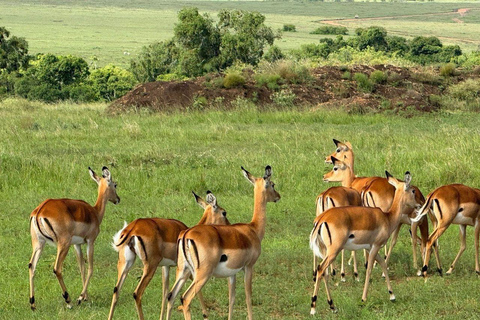 Von Nairobi aus: 3-tägige kenianische Safari im Nakuru Mara National ParkVon Nairobi: 3-tägige Nakuru Mara Nationalpark Kenia Safari