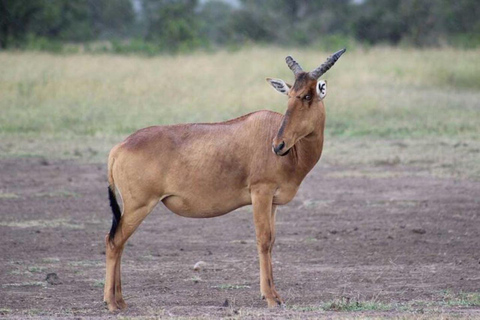 Depuis Nairobi : Excursion d&#039;une journée dans la réserve naturelle d&#039;Ol Pejeta