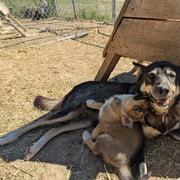 Whitehorse : balade automnale en char à chiens de traîneau