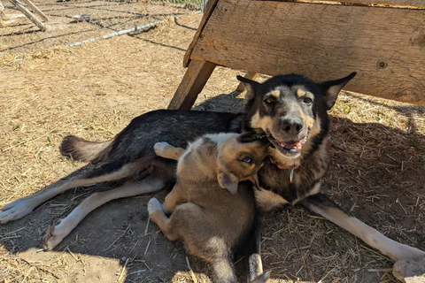 Whitehorse: Fall Dryland Cart Ride with Sled Dogs