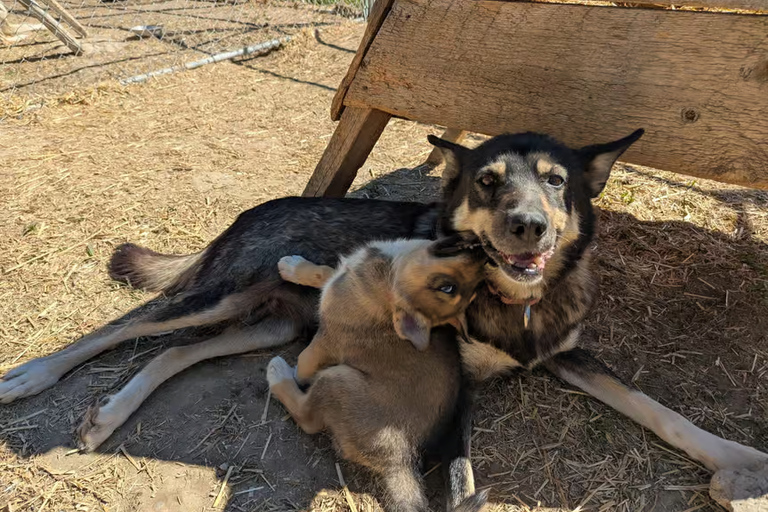 Whitehorse: Fall Dryland Cart Ride with Sled Dogs