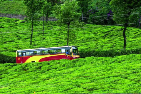 Excursion aller-retour d'une journée à Munnar, à partir de Kochi, comprenant tous les éléments essentiels