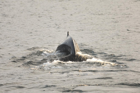Whale Watching from Akureyri - Small Group Tour (Hjalteyri)