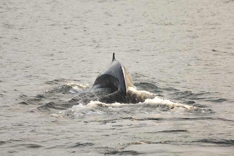 Whale Watching from Akureyri - Small Group Tour (Hjalteyri)