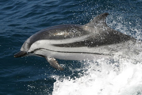 From Seville : Cetacean Adventure with Beach Day in Tarifa