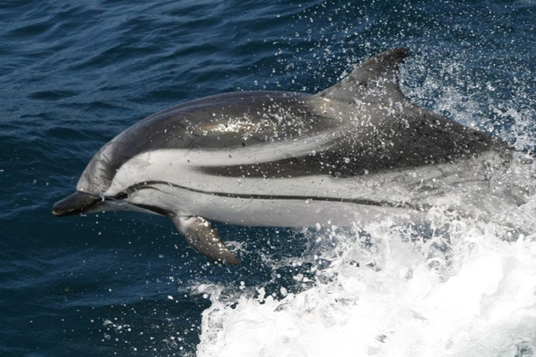 From Seville : Cetacean Adventure with Beach Day in Tarifa