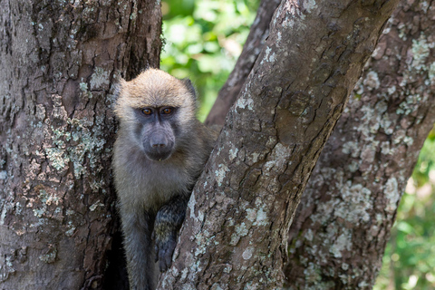 Zanzibar: 3-Day Safari to Lake Manyara & Ngorongoro Crater