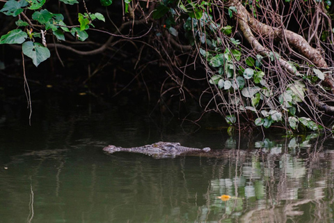 Daintree : Croisière guidée sur la Daintree River Wildlife Cruise