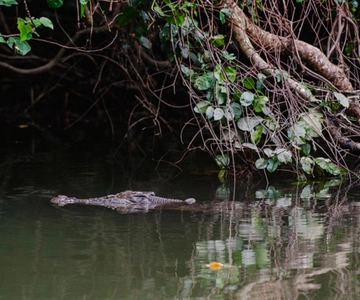 Daintree: Guided Daintree River Wildlife Cruise