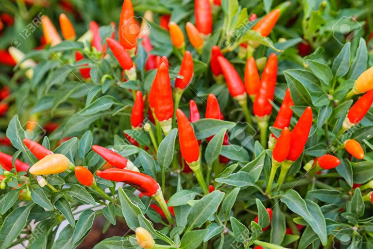 Spice Farm - apimente sua vida em Zanzibar