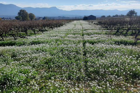 Fördjupning på landsbygden med hästridning i Sainte VictoireHästryggen