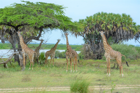 From Zanzibar: Selous Game Reserve Day Safari with FlightsShared Day Safari