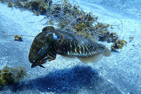 Depuis Abades : demi-journée de plongée sous-marineInitiation à la plongée sous-marine