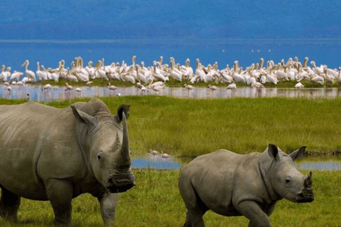 Nakuru: 3 Days Lake Nakuru National Park
