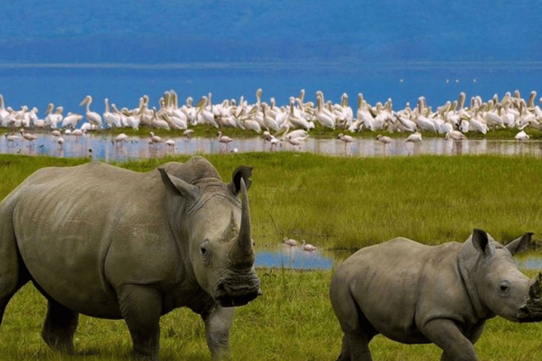 Nakuru: 3 Days Lake Nakuru National Park