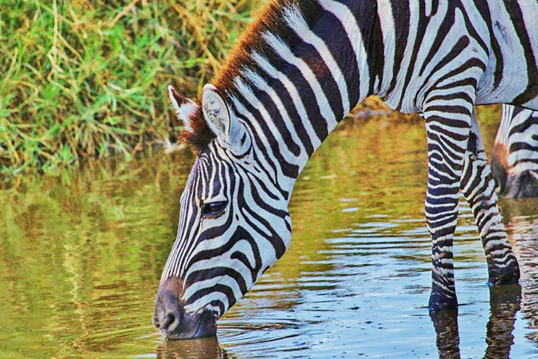 7 jours de safari en Tanzanie