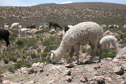 Arequipa: escursione alla Catara de Pillones e al Bosque de Piedras