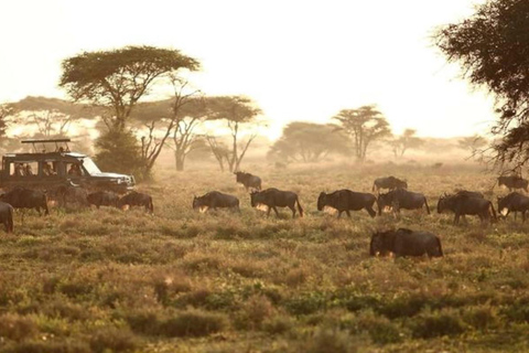 7-Day Big Five Safari in Northern Tanzania Wildlife Wonders