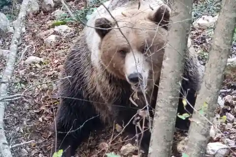 Visite de la réserve naturelle de l'ours et de la tour médiévale