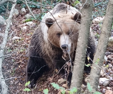 Tour of the bear wildlife area and medieval tower