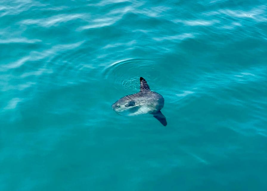 Desde Benalmádena & Torremolinos, viaje en barco de Dolphin Watch - Hizvo